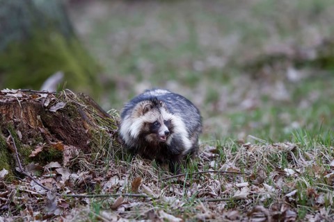 Marderhund, Nyctereutes procyonoides, common raccoon dog