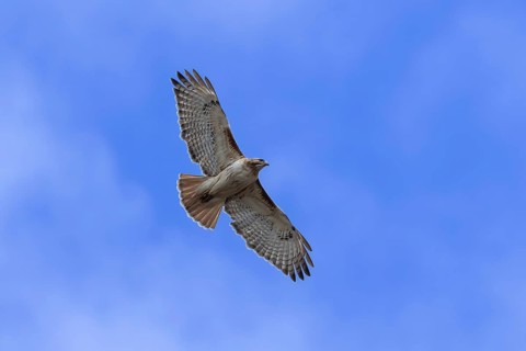 Red-tailed hawk (Buteo jamaicensis) in flight. Natural scene from Wisconsin