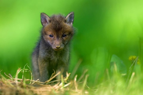 A young fox (Vulpes vulpes) sits on a green meadow, surrounded by grass and plants. It appears