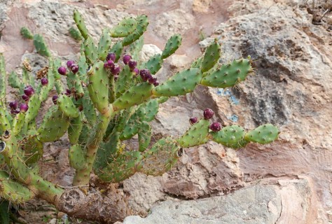 Prickly pear