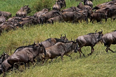 Blue Wildebeest (connochaetes taurinus), Herd migrating, Masai Mara Park in Kenya