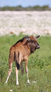Very young wildebeest, Etosha, Namibia, very young wildebeest, Etosha, Namibia, Africa