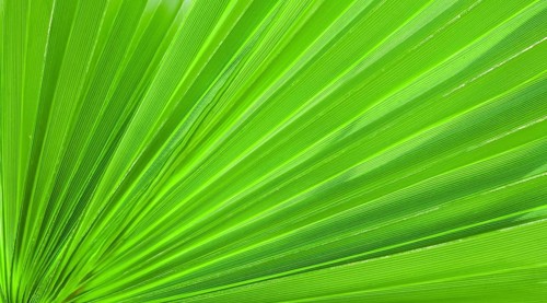 Palm leaf texture for background