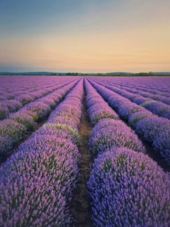 Picturesque scene of blooming lavender (lavandula) field. Beautiful purple pink flowers in warm