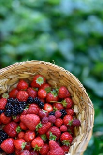 Home grown freshly picked strawberries, blackberries and raspberries in a straw basket with green