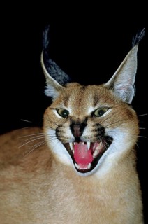 caracal (CARACAL caracal) ADULT SNARLING IN THREAT POSTURE