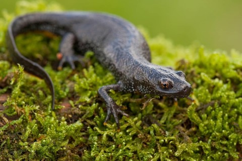 Northern crested newt (Triturus cristatus), Rhineland-Palatinate, Germany, Europe