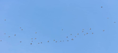 Bar-tailed godwits (Limosa lapponica) in flight over the Wadden Sea off Juist, East Frisian island,