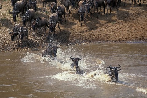 Blue wildebeest (connochaetes taurinus), herd crossing the Mara River during migration, Masai Mara