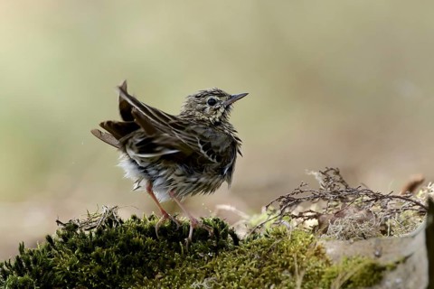 Tree Pipit
