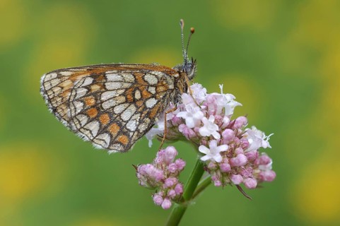 Common fritillary, Steigerwald, Franconia, Bavaria (Mellicta athalia), Germany, Europe