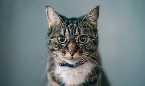 A tabby cat wearing round glasses looking at the camera AI generated