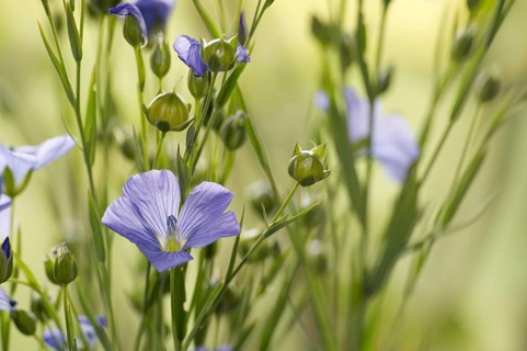 Flowering flax plant over blurred background, beautiful blue flax flower in selective focus