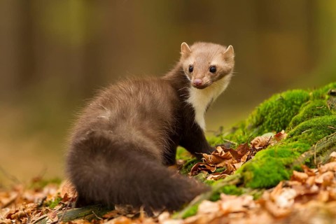 Steinmarder, Martes foina, white breasted marten