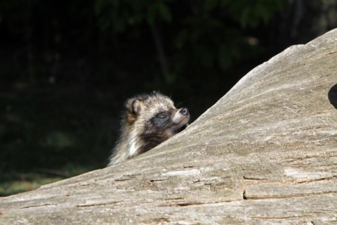 Tanuki