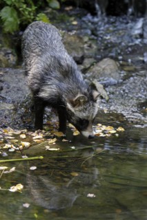 Tanuki