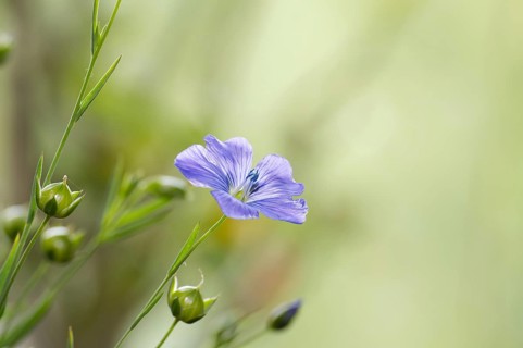 Flowering flax plant over blurred background, beautiful blue flax flower in selective focus and