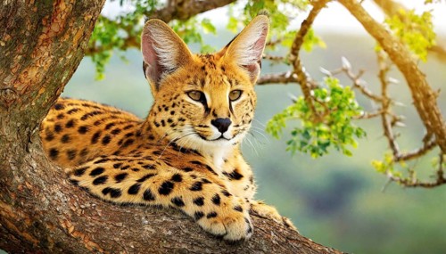 AI generated, animal, animals, mammal, mammals, biotope, habitat, one, individual, foraging,