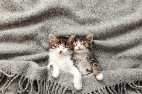 Two little adorable tricolor kittens sleep with eyes closed and lying covered with a gray fluffy