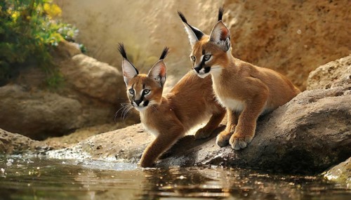 AI generated, animal, animals, mammal, mammals, biotope, habitat, two, female, juvenile, foraging,