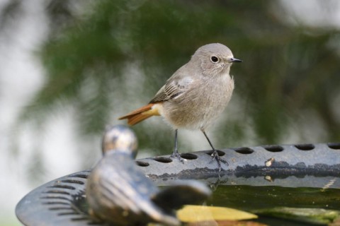 Black redstart on a bird bath