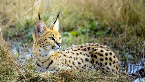 AI generated, animal, animals, mammal, mammals, biotope, habitat, one, individual, foraging,