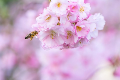 Honeybee flying at a pink flowering cherry tree