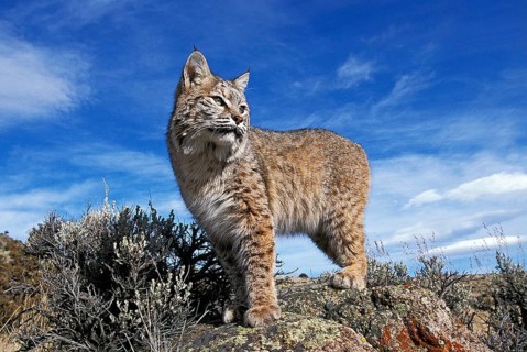 Bobcat (lynx rufus), Adult standing on Rocks, Canada, North America