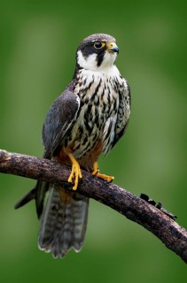 Eurasian hobby (Falco Subbuteo)