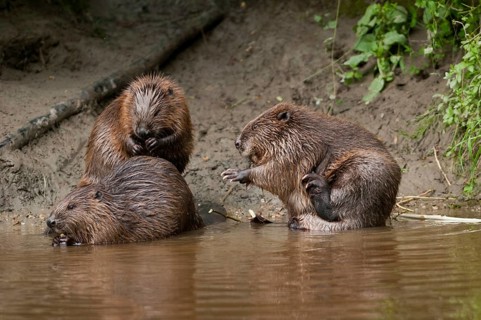 European beavers (Castor fiber), Rosenheim, Bavaria, Germany, Europe