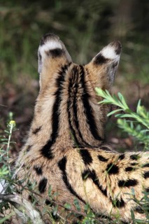 Rear view of a serval (Leptailurus serval) in South Africa