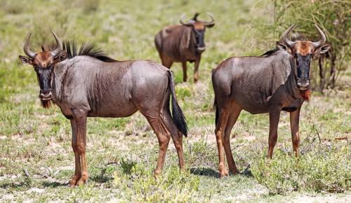 Gnus, Etosha, Namibia, wildebeests, Etosha, Namibia, Africa