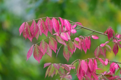 Shadbush (Amelanchier), autumn colouring