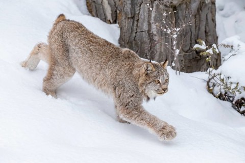 A bobcat hunts for prey in a snowy forest habitat