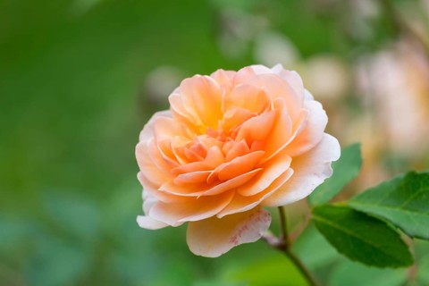 Shrub Rose (Rosa)