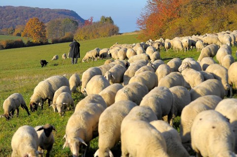 Landscape : Swabian Alb Flock of sheep in autumn on pasture, with shepherd, domestic sheep (Ovis