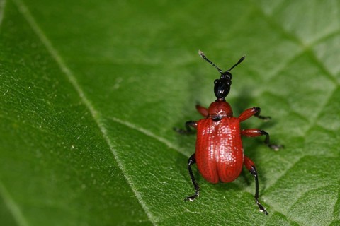 Hazel leaf roller