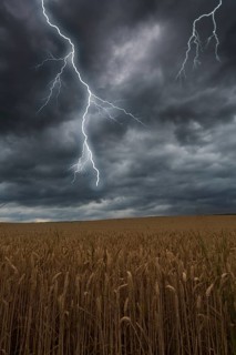 Thunderstorm with lightning over a cornfield