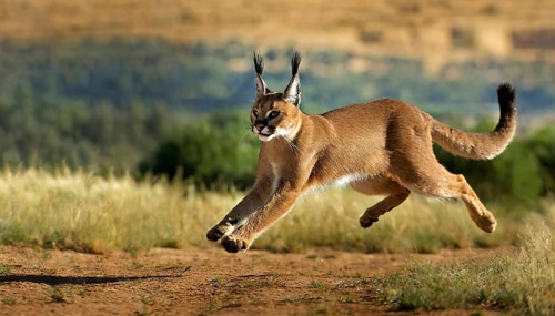 AI generated, animal, animals, mammal, mammals, biotope, habitat, a, individual animal, foraging,
