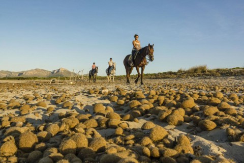 Posidonia balls, Es Dolç beach, Son Real dunes, Alcudia bay, Santa Margarida, Mallorca, Balearic