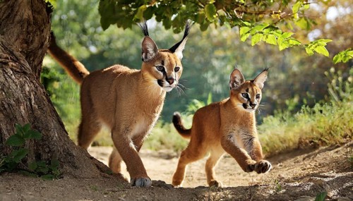 AI generated, animal, animals, mammal, mammals, biotope, habitat, two, female, juvenile, foraging,
