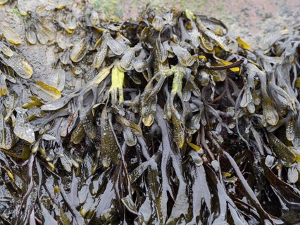 The brown alga Fucus distichus on the German Baltic coast