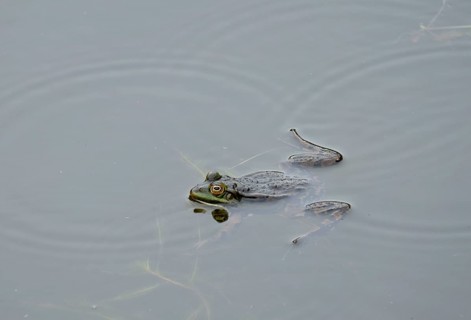 Green frog (Pelophylax esculentus)
