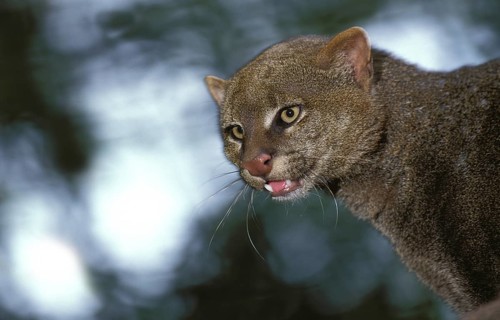Jaguarundi, herpailurus yaguarondi, portrait of an adult