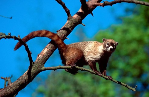 White nosed coati (Nasua narica)