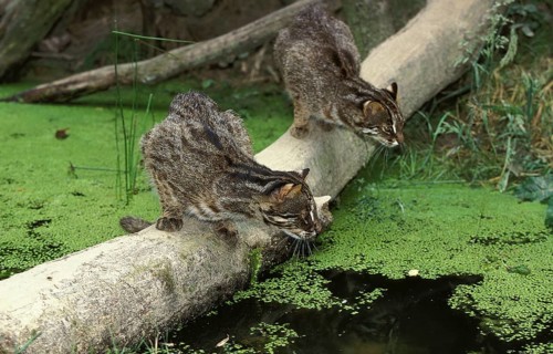 LEOPARD CAT (prionailurus bengalensis), PAIR HUNTING
