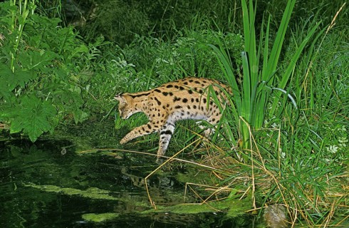 Serval (leptailurus serval), Adult Hunting