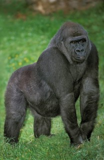 EASTERN LOWLAND (GORILLA gorilla gorilla) graueri, FEMALE STANDING ON GRASS