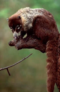 White-nosed Coati (Nasua narica)