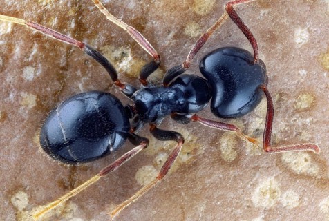 Carpenter ant (Camponotus) on stone in plan view